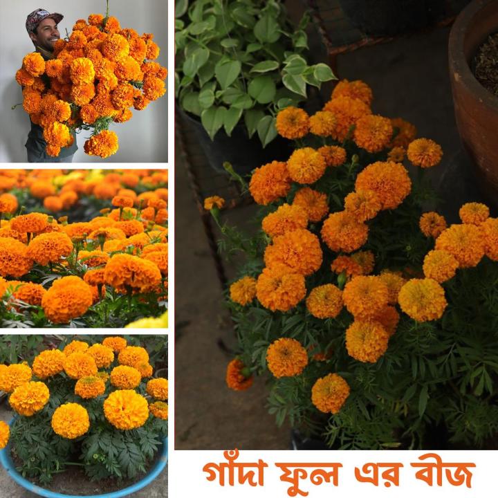 Marigold flower seeds 25 pice + gift
