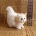 【Free shipping】 Home Ornement Gift For Girl Birthday tuffed Life Cat Pluh imulation American horthair Cute Cat Doll Pet. 