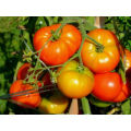 F1 Hybrid Tomato Seeds 20 pcs - CityBD Mart টমেটো বীজ.