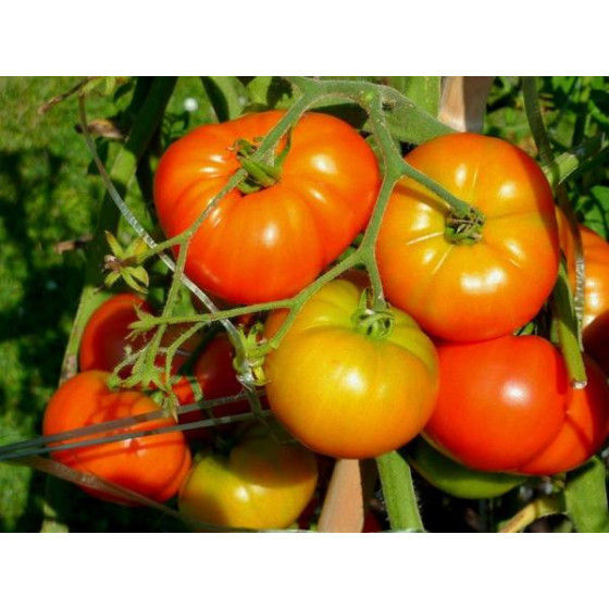 F1%20Hybrid%20Tomato%20Seeds%2020%20pcs%20-%20CityBD%20Mart%20%E0%A6%9F%E0%A6%AE%E0%A7%87%E0%A6%9F%E0%A7%8B%20%E0%A6%AC%E0%A7%80%E0%A6%9C%20-%20Image%202