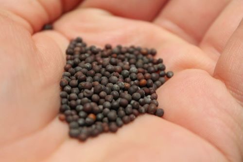 Pudina%20/%20Mint%20Seeds-%20100Pcs%20%20Seeds%20-%20Image%203