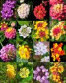 Global Rare Perennial Flower Seeds - 30 Pcs Seeds.