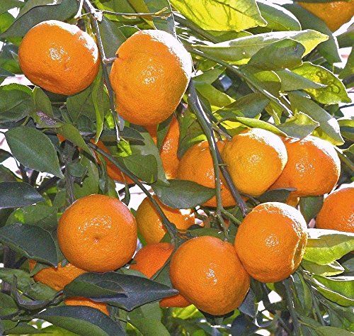Creative%20Farmer%20Orange%20Tree%20Fruit%20Seeds%20For%20Terrace%20Garden%20Fruit%20Seeds%20Garden%20Pack%20-%2010Pcs%20-%20Image%202