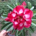 Duble Red Petal Adenium Seeds 3 PiceS Seeds.