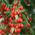 Goji berry plants (wolfberry ) - 10 Pcs. 
