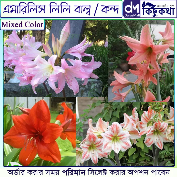 Amaryllis%20Lily%20Flower%20-%2001/02/03%20pcs%20Mature%20Bulb%20-%20%20%E0%A6%AE%E0%A6%BF%E0%A6%95%E0%A7%8D%E0%A6%B8%E0%A6%A1%20%E0%A6%95%E0%A6%BE%E0%A6%B2%E0%A6%BE%E0%A6%B0%20%20%E0%A6%8F%E0%A6%AE%E0%A6%BE%E0%A6%B0%E0%A6%BF%E0%A6%B2%E0%A6%BF%E0%A6%B8%20%E0%A6%AB%E0%A7%81%E0%A6%B2%E0%A7%87%E0%A6%B0%20%E0%A6%AE%E0%A7%8D%E0%A6%AF%E0%A6%BE%E0%A6%9A%E0%A6%BF%E0%A6%89%E0%A6%B0%E0%A6%A1%20%E0%A6%AC%E0%A6%BE%E0%A6%B2%E0%A7%8D%E0%A6%AC%20%E0%A6%AC%E0%A6%BE%20%E0%A6%95%E0%A6%A8%E0%A7%8D%E0%A6%A6%20-%20%E0%A7%A6%E0%A7%A7/%E0%A7%A6%E0%A7%A8/%E0%A7%A6%E0%A7%A9%20%E0%A6%AA%E0%A6%BF%E0%A6%9A%20-%20Image%206