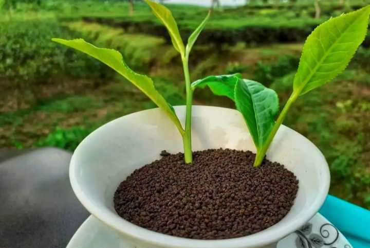 Sylhet%20Sreemangal%20Tea%20-%20Special%20gold%20Tea%20For%20Milk%20Tea%20Raw%20Tea%20250gm%20(Best%20Tea)%20-%20Image%204