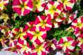petunia flower seeds 30 pis + gift (all season). 