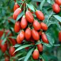 Goji Berry Plants (Wolfberry ),Organic Heirloom Fruit Tree ,Plant Or Home Garden Plant- 200Pcs seeds. 
