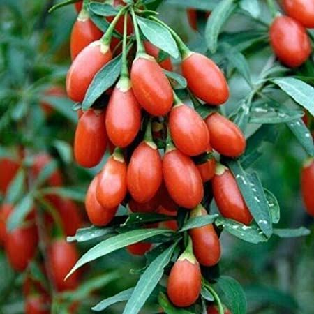 Goji%20berry%20plants%20(wolfberry%20)%20-%2020%20Pcs%20-%20Image%203