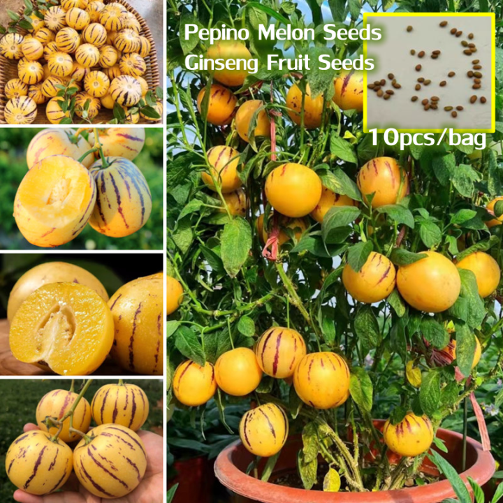 GlobalSweet%20Pepino%20Melon%20Pear%20Seeds%20-%2015+%20Seeds%20-%20Image%202