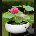 Mixed Bonsai Lotus Seeds - 5Pcs Seeds.