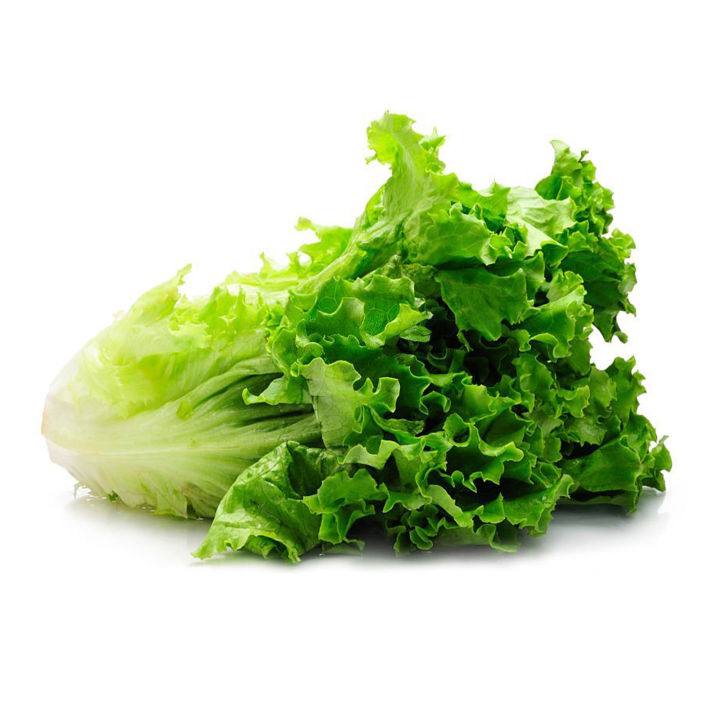 Hybrid%20Lettuce%20leaf%20plant%20(Letus%20pata)%20organic%20seeds%2055%20pieces%20-%20Image%203