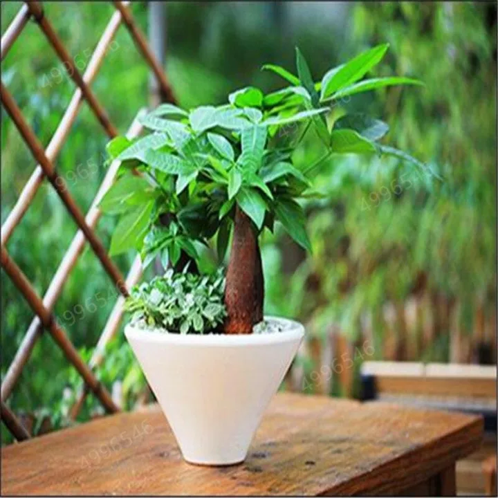 Dieffen%20bachia%20bonsai%20Home%20Money%20Tree%20plant%20Rare%20Indoor%20Bonsai%20Plantas%20Garden%20Pot%20bonsai%20Perennial%20Lucky%20Bonsais%20Plant%20-%20Image%204