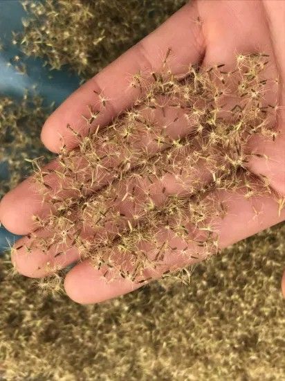 Stevia%20Seeds%20-%20Image%204