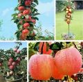 Indian Apple Fruit Tree Bonsai Seeds -15 Pcs Seeds. 