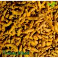 Turmeric / Holud ( হলুদ ) - 500. 
