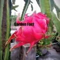 (1 piece) Pink Rose Dragon cutting/plant.. 