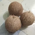 Dry Coconut Seed 1 peices 800gm-1000gm Big size. 