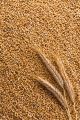 Red Wheat Grain For Brids Foods -( লাল গমের দানা )-1Kg. 