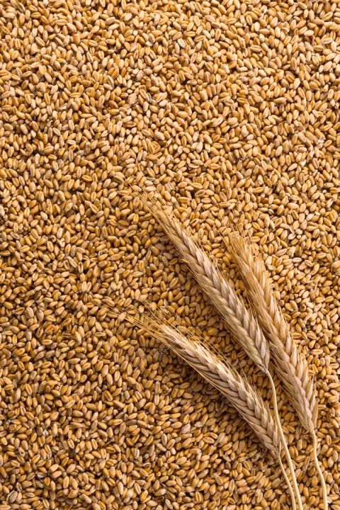 Red%20Wheat%20Grain%20For%20Brids%20Foods%20-(%20%E0%A6%B2%E0%A6%BE%E0%A6%B2%20%E0%A6%97%E0%A6%AE%E0%A7%87%E0%A6%B0%20%E0%A6%A6%E0%A6%BE%E0%A6%A8%E0%A6%BE%20)-1Kg%20-%20Image%202