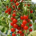 Red Cherry Tomato - 20 Seeds.