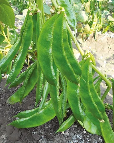 Fresh%20hybrid%20seeds%20flat%20beans%20(sim)%2025%20pice.%20-%20Image%204