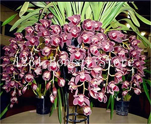 Cymbidium%20Orchid,Cymbidium%20%20Flower%20Seeds,22%20Colours%20to%20Choose,Seed%20for%20Home%20Garden%20:%20Mix%20%20-%2010Pcs%20-%20Image%206
