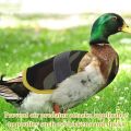 Chicken Vest Protection Adjustable Hen Saddle Apron Reflective Vest Chicken Clothes Hen Duck Chicken Saddle Apron Feather. 