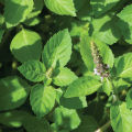 Tulsi beej/Basil Seeds (তুলসী বীজ) - 20 Pcs.