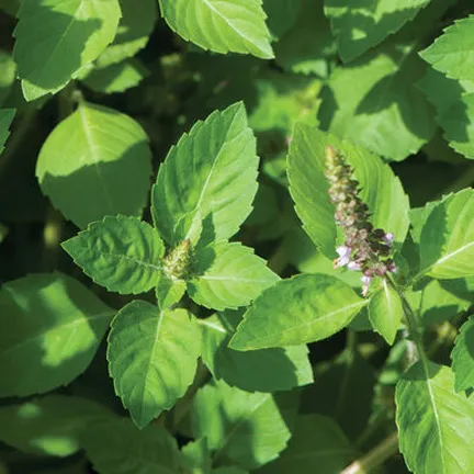 Tulsi%20beej/Basil%20Seeds%20(%E0%A6%A4%E0%A7%81%E0%A6%B2%E0%A6%B8%E0%A7%80%20%E0%A6%AC%E0%A7%80%E0%A6%9C)%20-%2020%20Pcs%20-%20Image%206