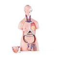 Human Anatomical Anatomy Human 85CM Unisex Torso 40 Parts XC-208 Medical Teaching Model Human Unisex Torso 40 Parts Medical Learn Aid Product detalls of Human Model Education Display 40 PARTS, material PVC.. 