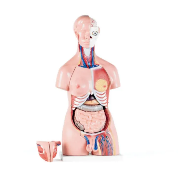 Human%20Anatomical%20Anatomy%20Human%2085CM%20Unisex%20Torso%2040%20Parts%20XC-208%20Medical%20Teaching%20Model%20Human%20Unisex%20Torso%2040%20Parts%20Medical%20Learn%20Aid%20Product%20detalls%20of%20Human%20Model%20Education%20Display%2040%20PARTS,%20material%20PVC.%20-%20Image%205