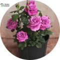 All Season Roses Flower Seeds (গোলাপ ফুল বীজ)- 20 Pcs Seeds.