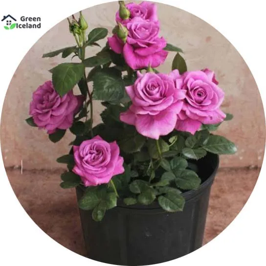 All%20Season%20Roses%20Flower%20Seeds%20(%E0%A6%97%E0%A7%8B%E0%A6%B2%E0%A6%BE%E0%A6%AA%20%E0%A6%AB%E0%A7%81%E0%A6%B2%20%E0%A6%AC%E0%A7%80%E0%A6%9C)-%2020%20Pcs%20Seeds%20-%20Image%202