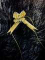 Pull Flower Ribbon Bow Gift Wrap Small Size- 10 Piece. 