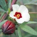 Mesta-Joba Flowers Seeds, Hybrid, Multicolor 10 Pices. 