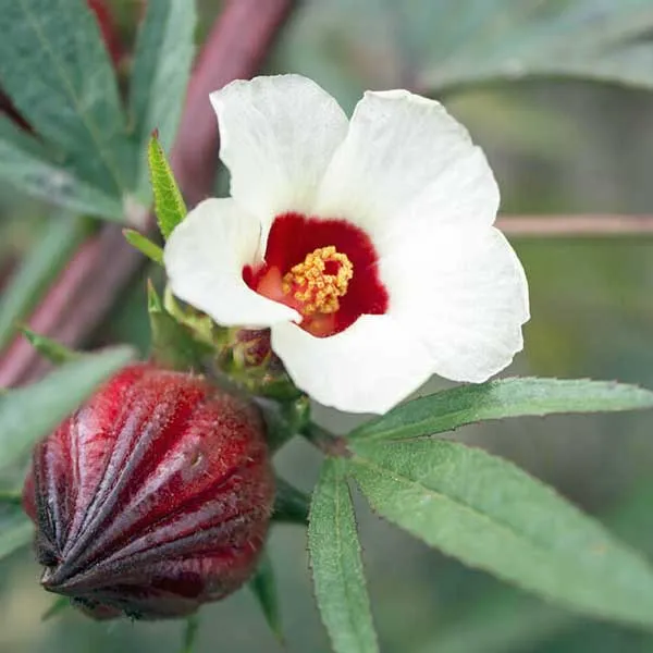 Mesta-Joba%20Flowers%20Seeds,%20Hybrid,%20Multicolor%2010%20Pices%20-%20Image%203