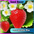 Hybrid Red Strawberry seeds 20 pice + gift.