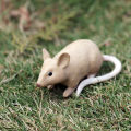（New）Realitic Moue Rat Opoum Animal Model Figure Dek Decor Education Kid Toy. 