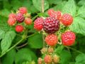 30 Pcs Giant Red Raspberry Seeds. 