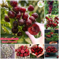 All Season Sweet Red Cherry Bonsai Seeds - 5 Piece Seeds.
