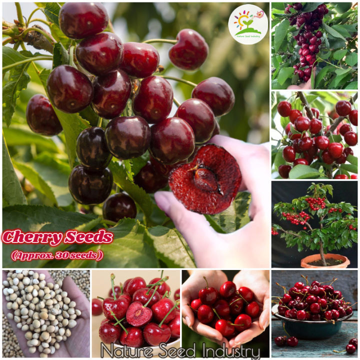 All%20Season%20Sweet%20Red%20Cherry%20Bonsai%20Seeds%20-%205%20Piece%20Seeds%20-%20Image%202