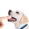 Pet Finger Toothbrush Super Soft Silicone Cat Dog Teeth Cleaning Finger Toothbrush. 