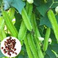 Winged Bean Seeds of all seasons -10 pc seeds. 