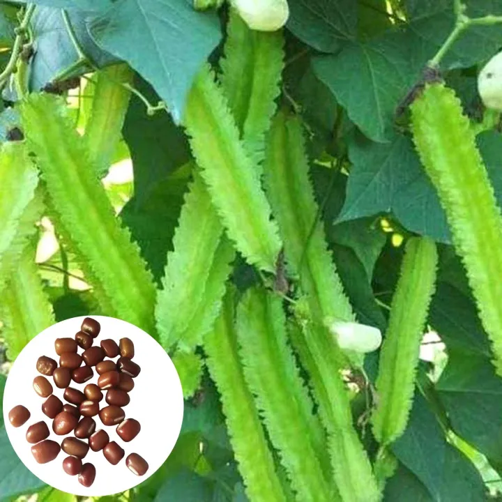 Winged%20Bean%20Seeds%20of%20all%20seasons%20-10%20pc%20seeds%20-%20Image%202