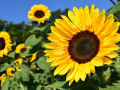 Sunflower Tree Seeds -25Pcs  (Global Seeds). 
