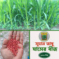 সুদান জাম্বু ঘাসের বিজ 100 গ্রাম 1000+ পিস (সমস্ত মৌসুম.