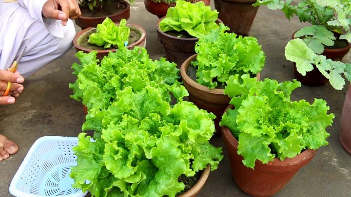Lettuse%20Seed%20-%2025/50%20pcs%20F1%20Hybrid%20-%20%E0%A6%B2%E0%A7%87%E0%A6%9F%E0%A7%81%E0%A6%B8%20%E0%A6%AA%E0%A6%BE%E0%A6%A4%E0%A6%BE%E0%A6%B0%20%E0%A6%AC%E0%A7%80%E0%A6%9C%20-%20Image%204