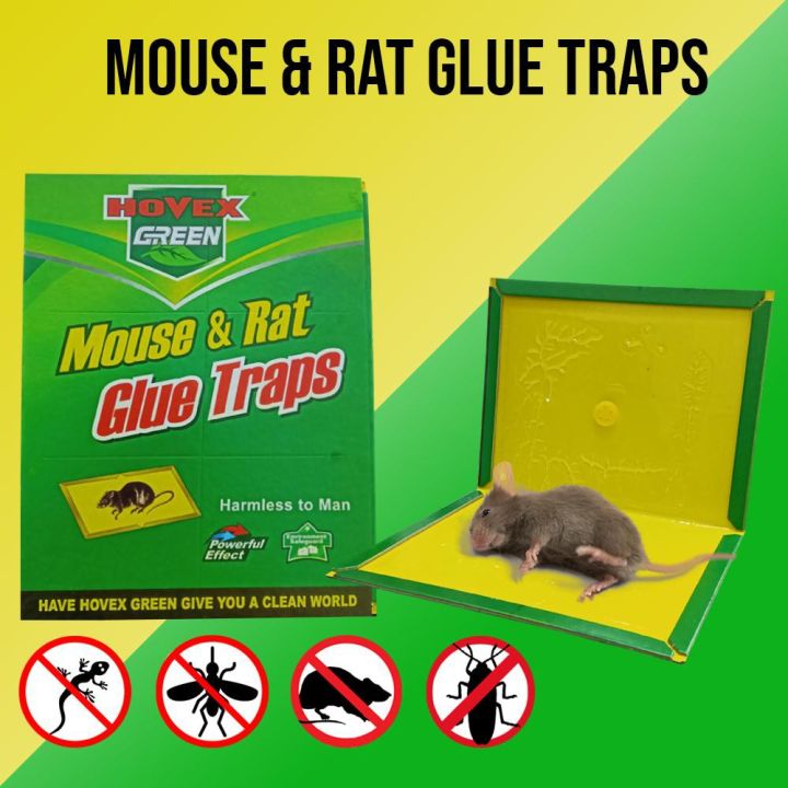 China Rat Glue Trap Mouse & Rat Glue Trap -1 Piece